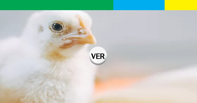 ACTUALIZACIÓN SOBRE BIENESTAR ANIMAL EN LA PRODUCCIÓN AVÍCOLA ARGENTINA